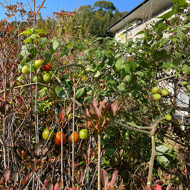 natsumiさんの部屋