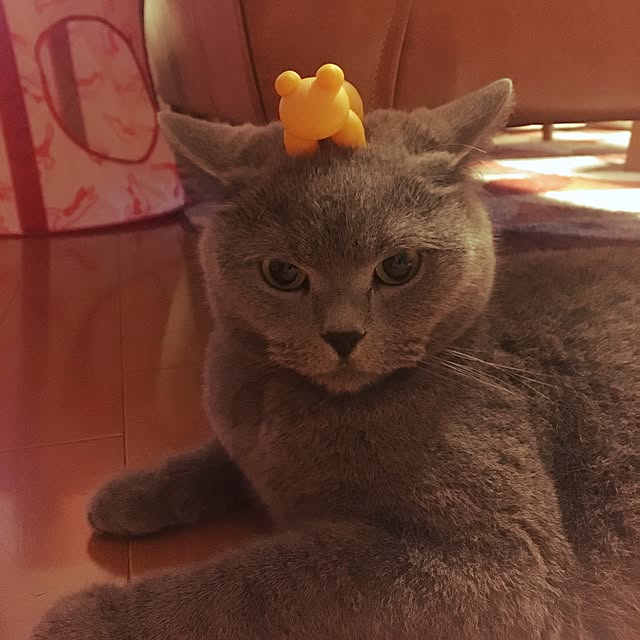 ikettenさんの実例写真