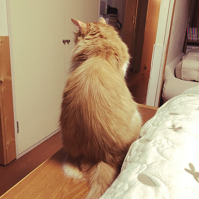 uchidaizuさんの実例写真