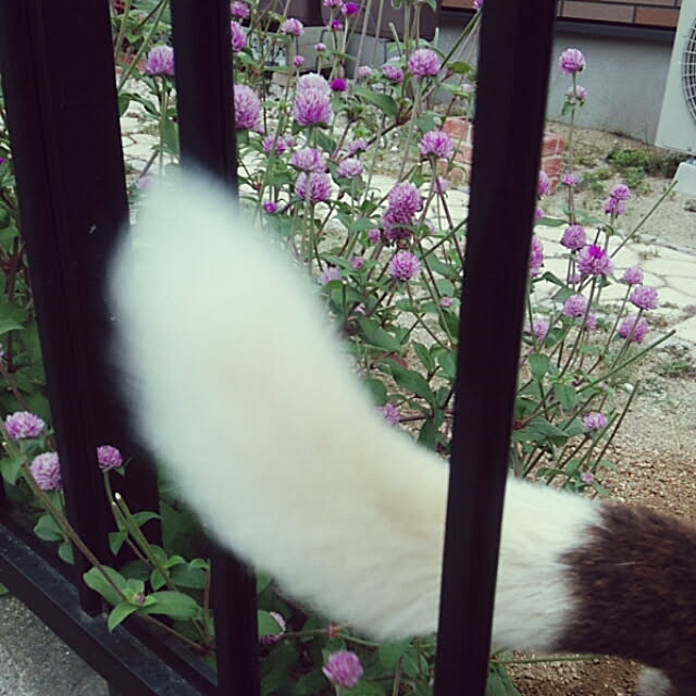miiさんの実例写真