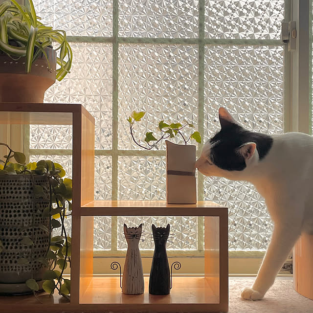 nobikoさんの部屋