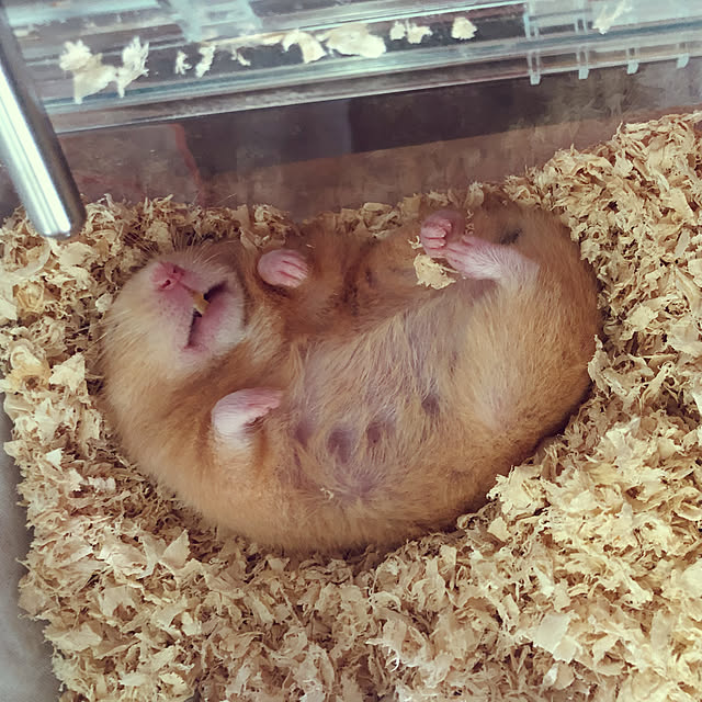 meg214さんの実例写真