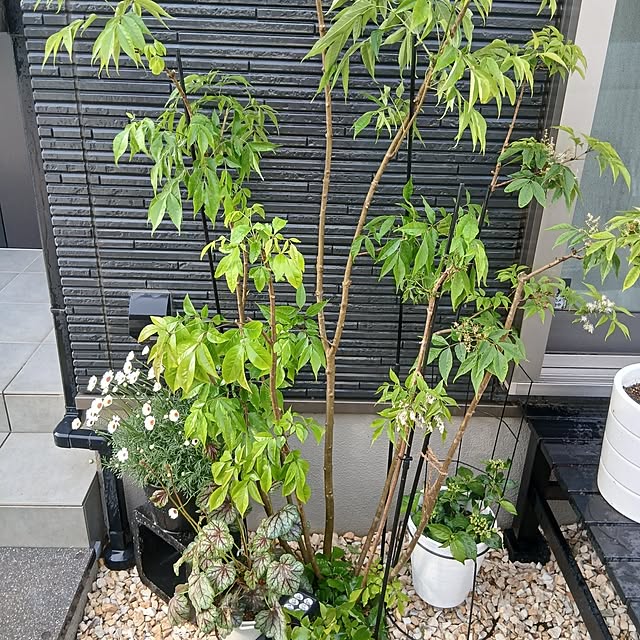 kaanaさんの実例写真