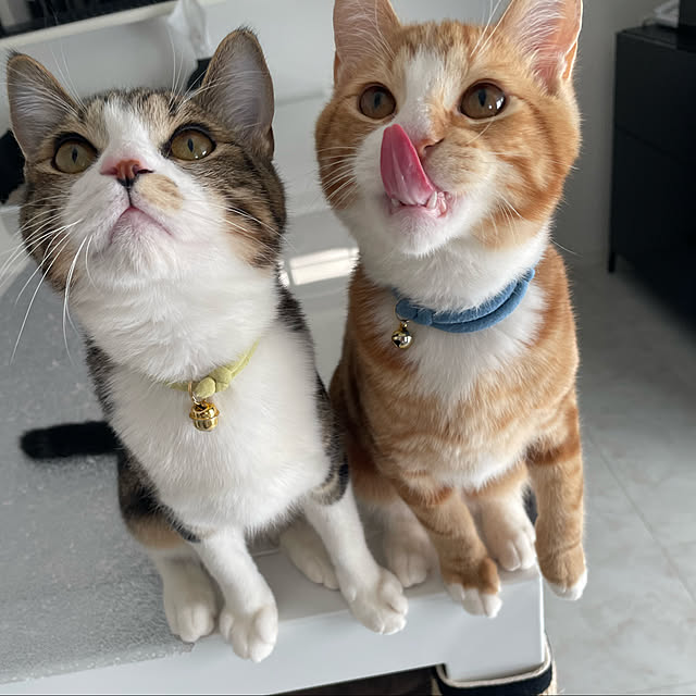 maimaiさんの実例写真