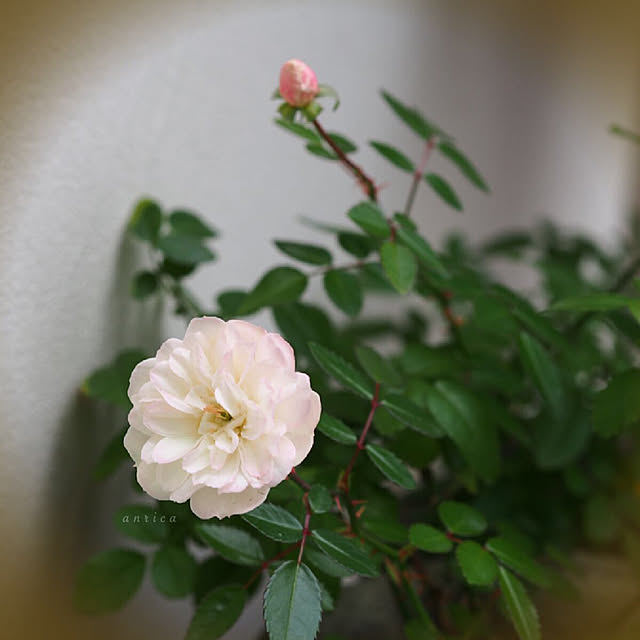 anrica.dollhouseさんの実例写真