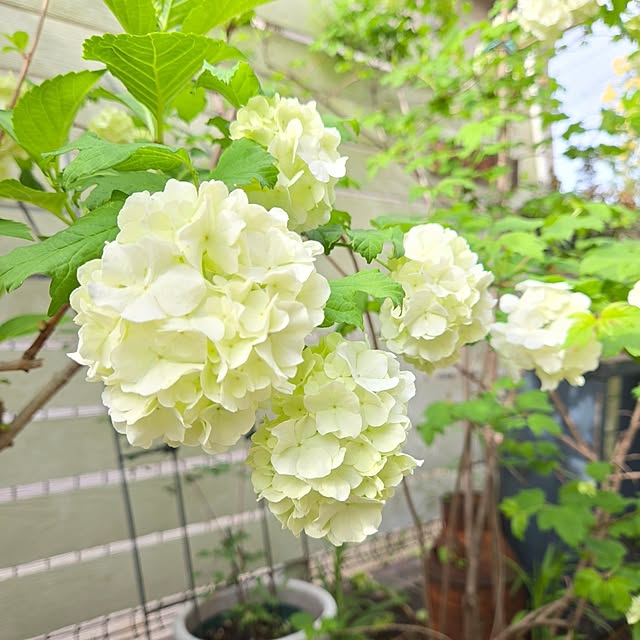 min_nimさんの実例写真