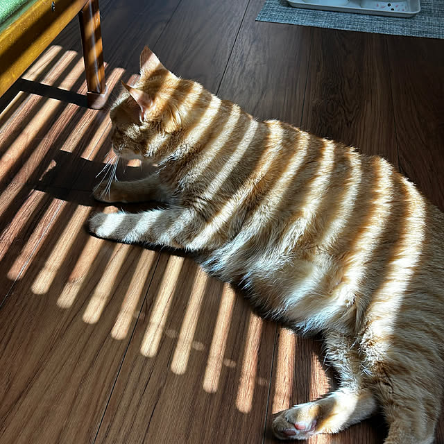 mikeume7さんの実例写真