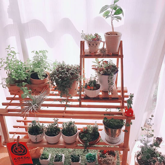 観葉植物/寄せ植え♡/ナチュラル/ガーデニング/多肉寄せ植え...などのインテリア実例 - 2020-02-12 06:52:52