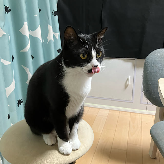 nekoさんの実例写真