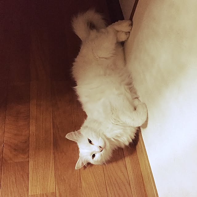 soraさんの実例写真