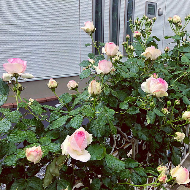 tomoさんの部屋
