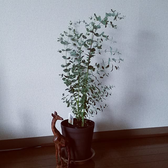 pinkoさんの実例写真