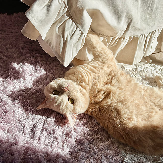 naokoさんの実例写真