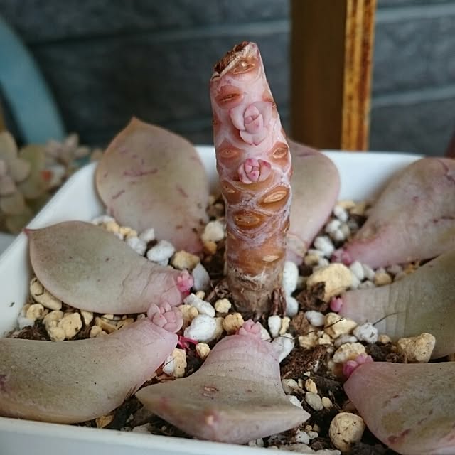 chocoraisinさんの実例写真