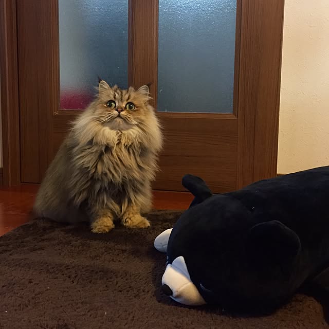 butachanさんの実例写真