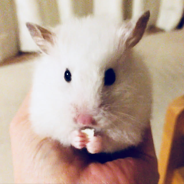 DORAさんの実例写真