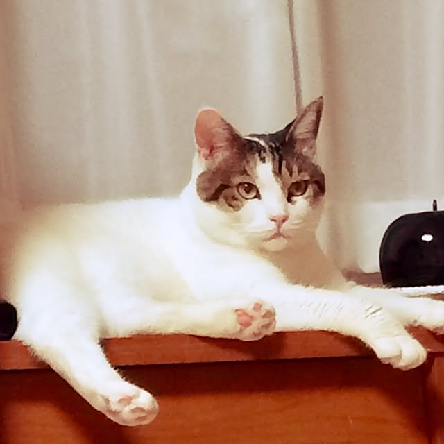 tigerさんの実例写真