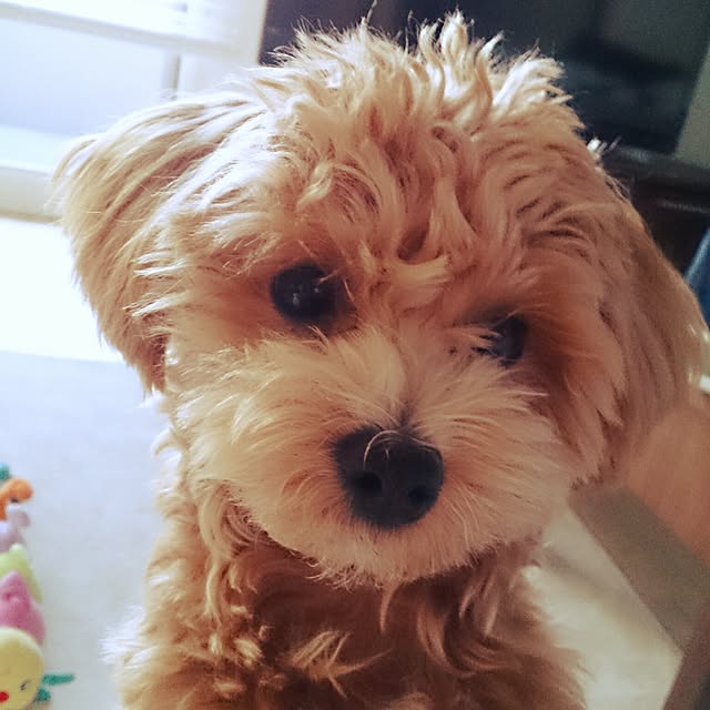 macoさんの実例写真