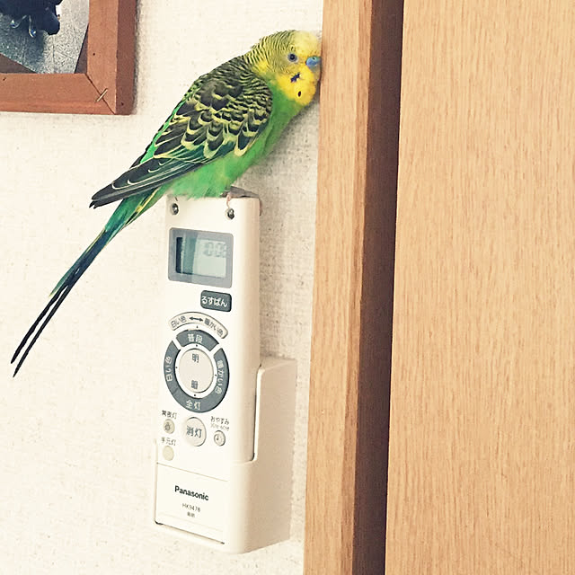 cyaroさんの実例写真