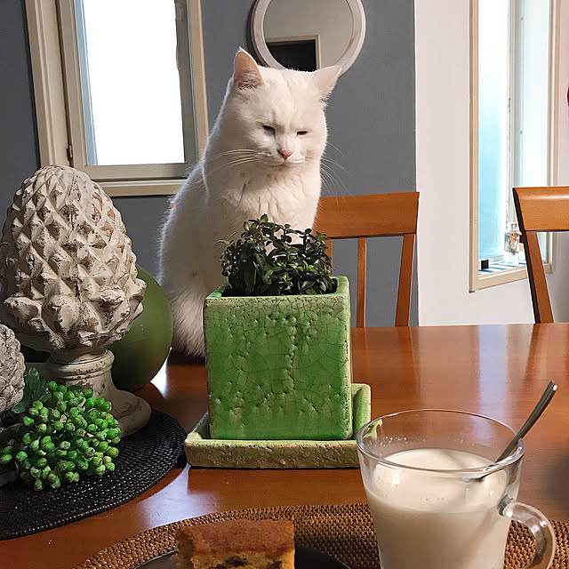nyanko-beamさんの実例写真