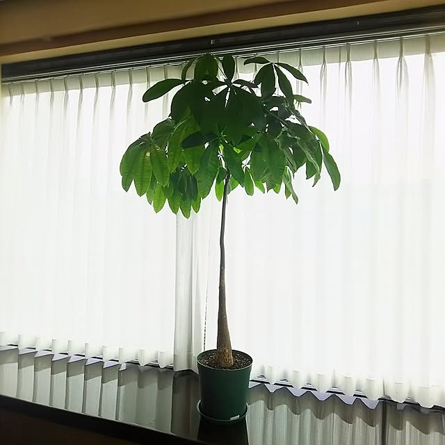 whiskerbloomさんの実例写真