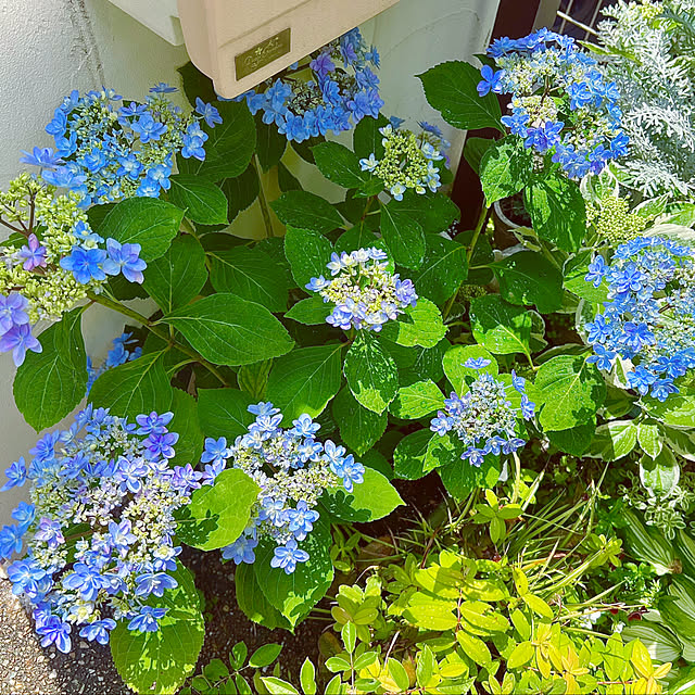 気分が上がる/小さな庭/お庭を楽しむ/わたしの休日のすごし方/庭...などのインテリア実例 - 2023-05-22 06:33:54