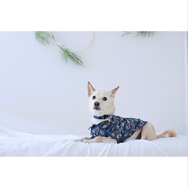 maruさんの実例写真