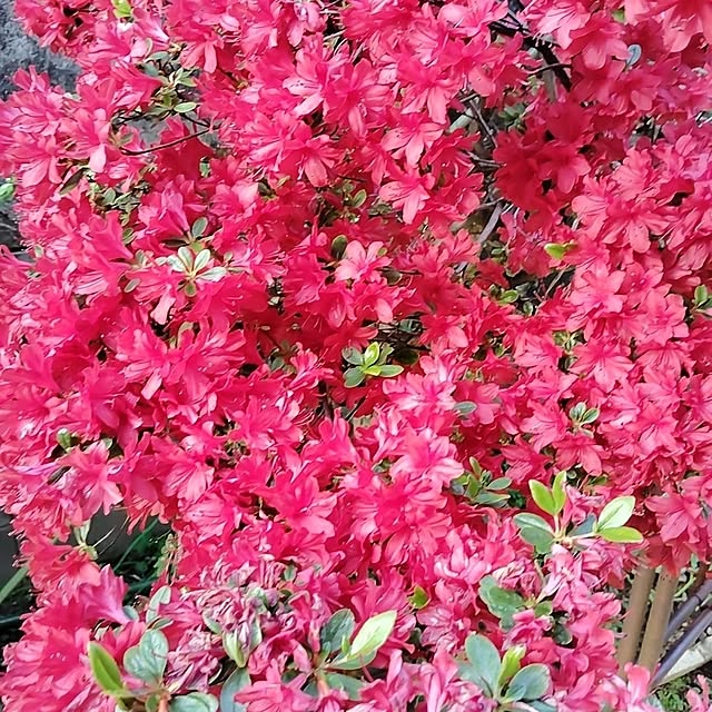 momomamaさんの部屋