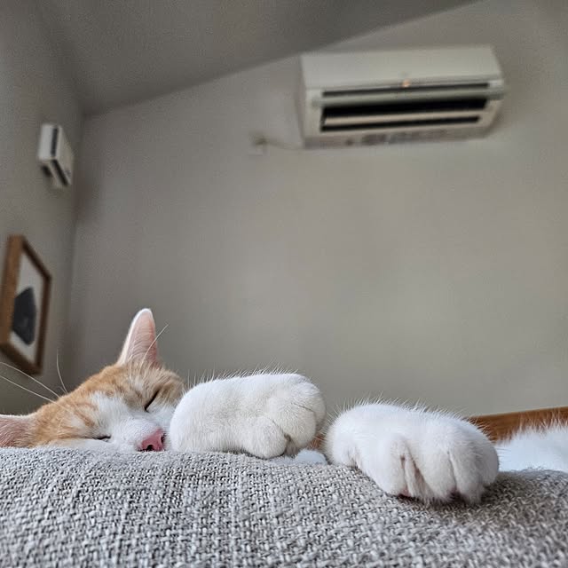 koyurizuさんの部屋