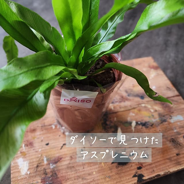 CYNOSさんの部屋