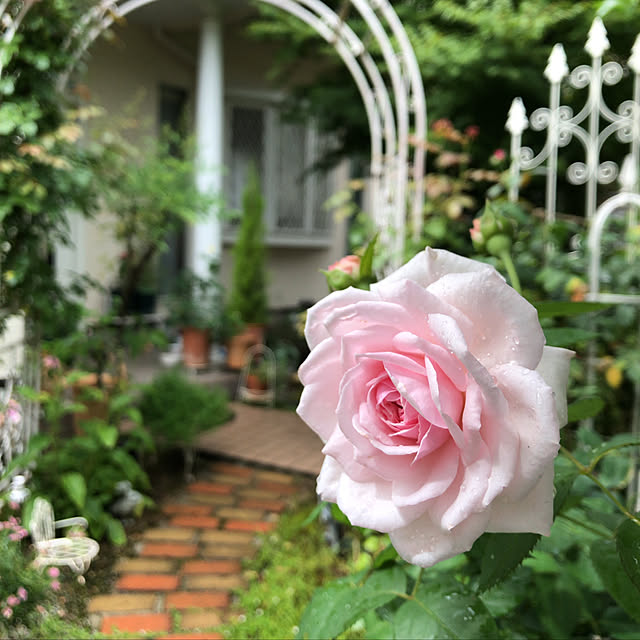 イングリッシュローズ/オリビアローズオースチン/ローズアーチ/雨のお庭/薔薇が好き...などのインテリア実例 - 2022-07-05 11:33:30