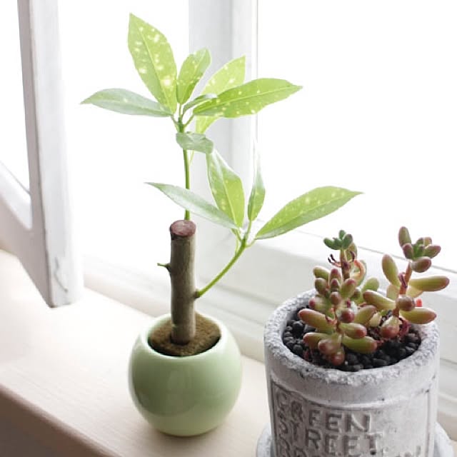 棚/初投稿/観葉植物/多肉植物のインテリア実例 - 2017-04-30 11:28:10