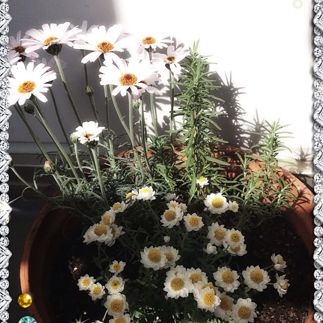 akiko.shu4.29さんの実例写真