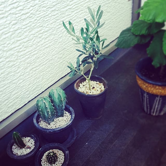 cactusさんの実例写真