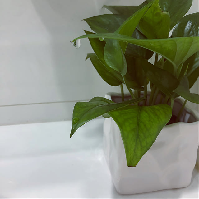 観葉植物/バス/トイレのインテリア実例 - 2020-05-08 09:18:27