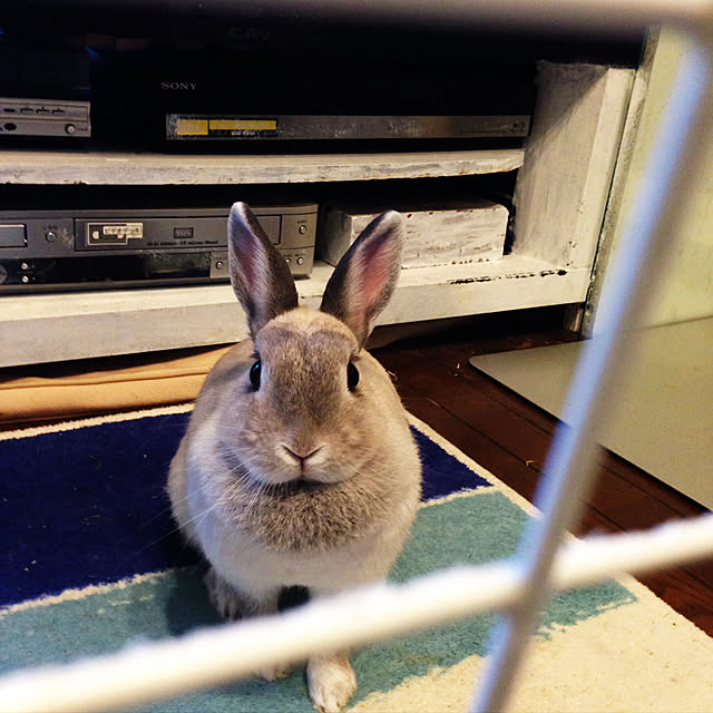 yokomokoさんの実例写真