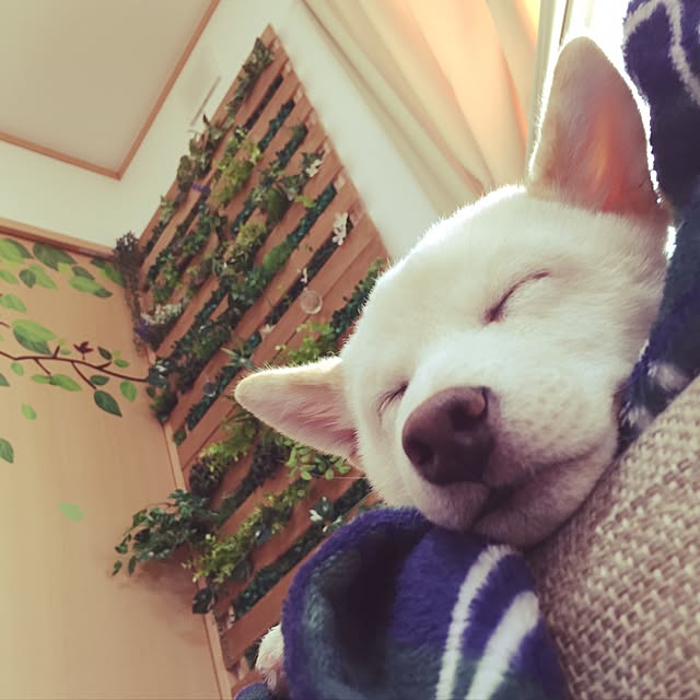littleさんの実例写真