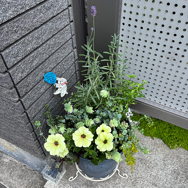maayaさんの部屋