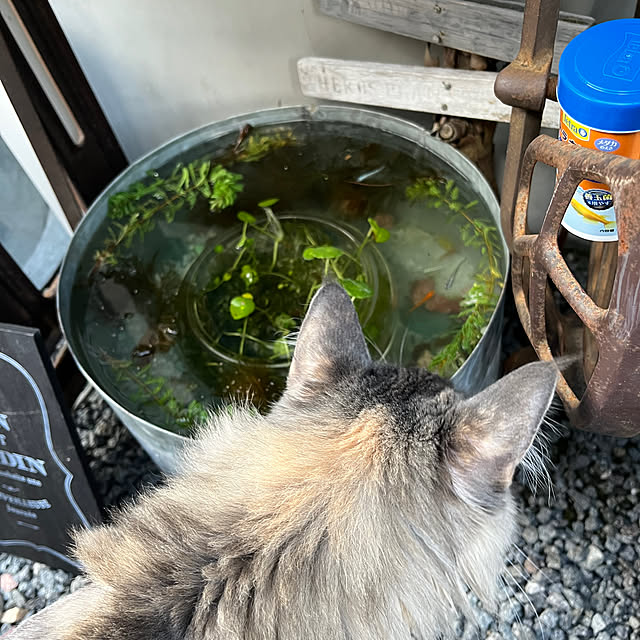 mayumiさんの実例写真