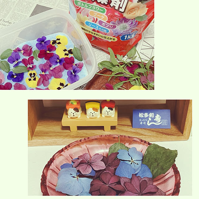 紫陽花ドライ/チマチマニャンコ/猫と暮らす♡/猫大好き❤️/花のある暮らし...などのインテリア実例 - 2022-06-05 12:15:09