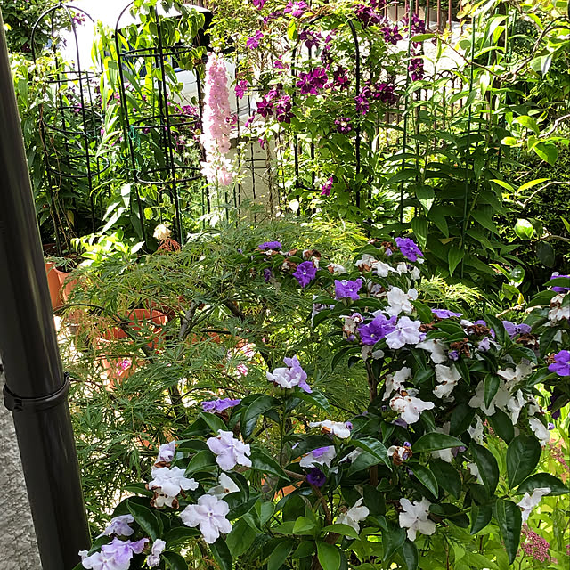 mamizaさんの実例写真