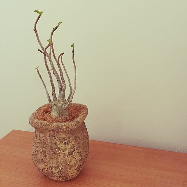 marley0209さんの実例写真