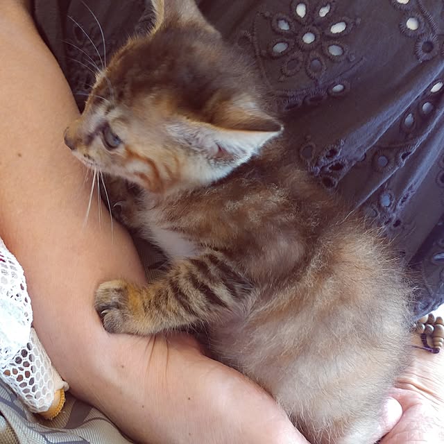 kittenblueさんの実例写真