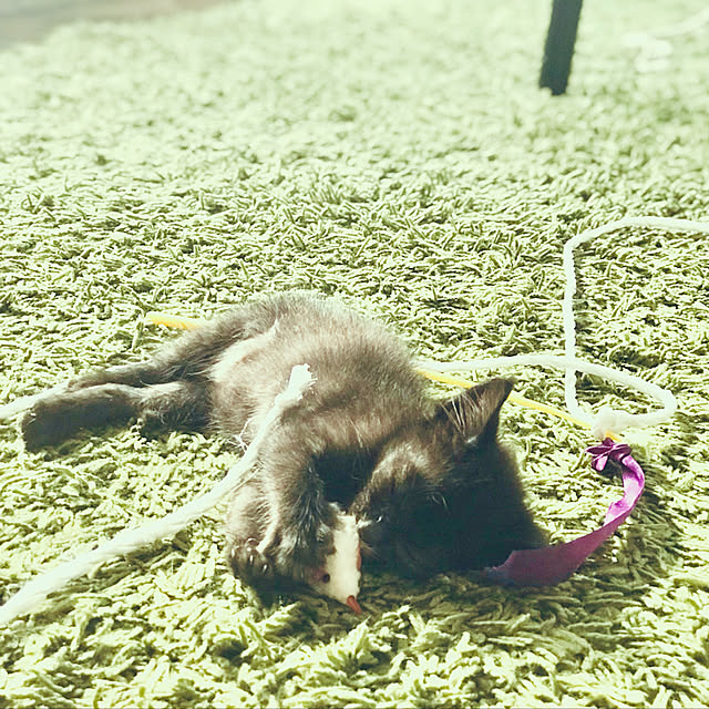 maroさんの実例写真