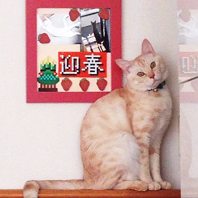 kyamichaさんの実例写真
