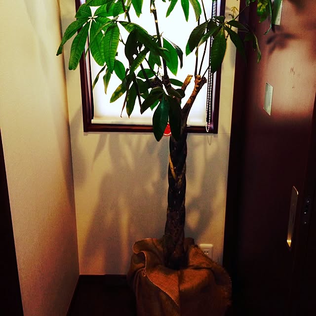 erieriさんの実例写真