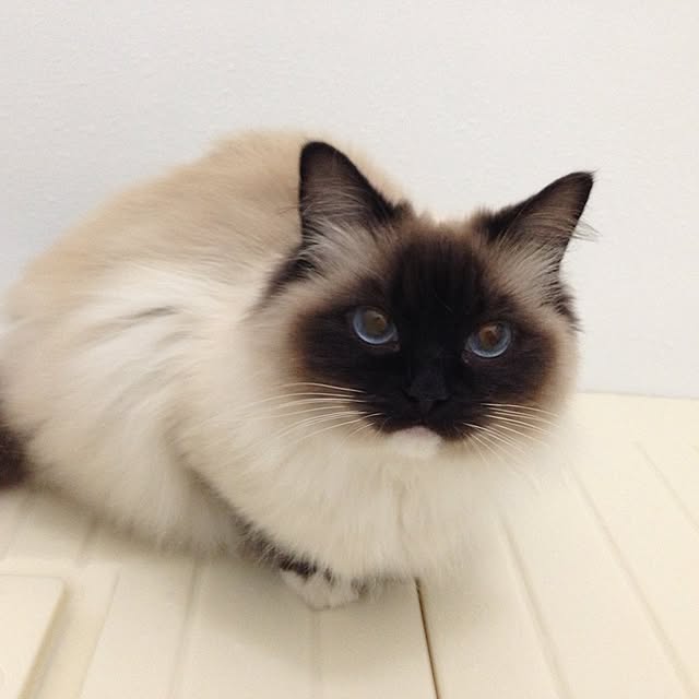 HARUさんの実例写真