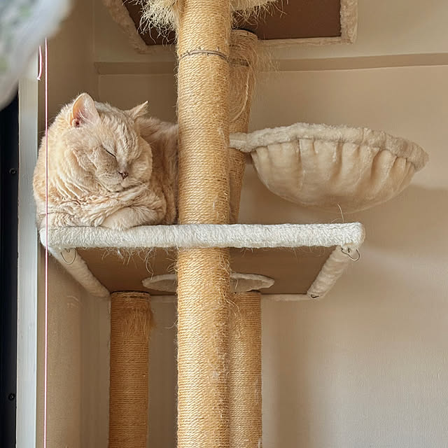 naokoさんの実例写真