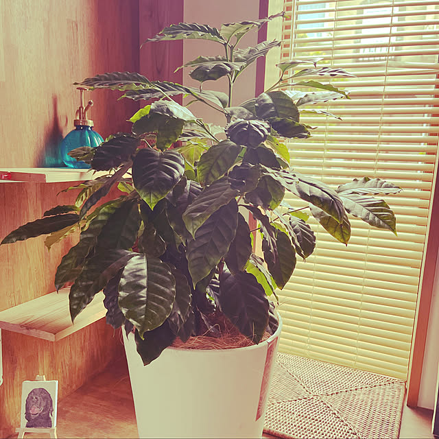 コーヒーの木/昭和レトロ/古民家風/丁寧な暮らし/植物...などのインテリア実例 - 2022-06-09 08:06:34