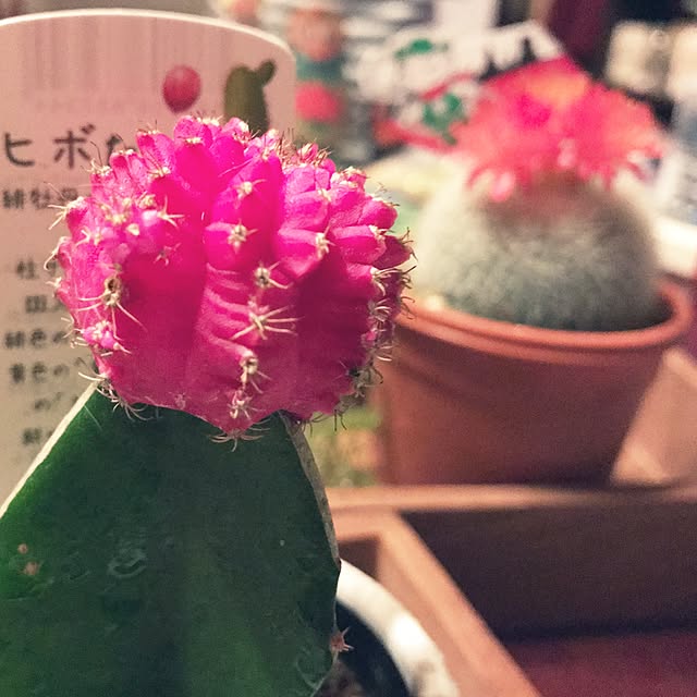 askarubyさんの実例写真